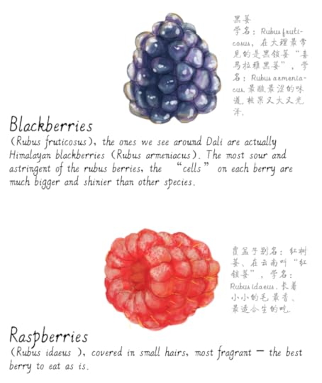 jason_pym-raspberries10