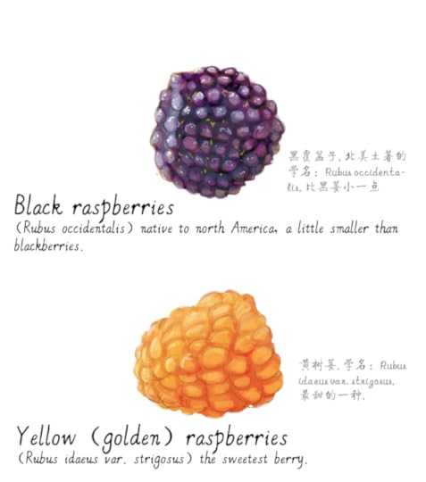 jason_pym-raspberries11