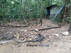 Northern Hope Tours Palawan Underground River Review - Philippines (4) - Monitor Lizard - Survive Travel