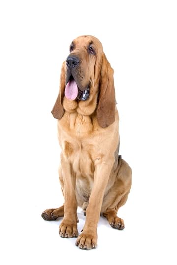 canstockphoto3952000 (1)