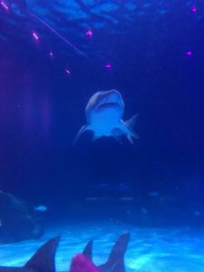 IMG_1854