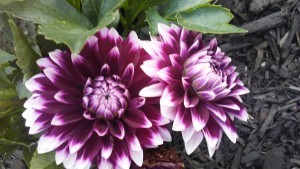Purple Flower
