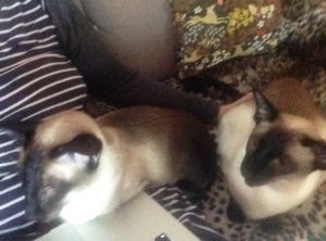 Så här ser det ut i soffan när jag försöker jobba by the way. Very ergonomiskt.