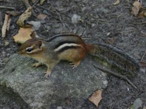Chipmunk1