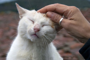 Human hand petting a cat head. Love to animals
