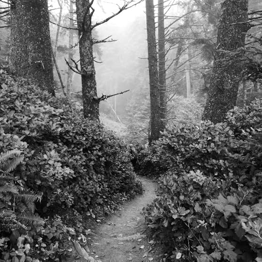 The fern-lined Second Beach trail cut down through a dense fog