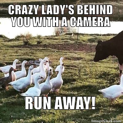 crazy-lady
