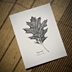 Red Oak