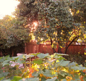 IMG_9199 - Copy - Copy