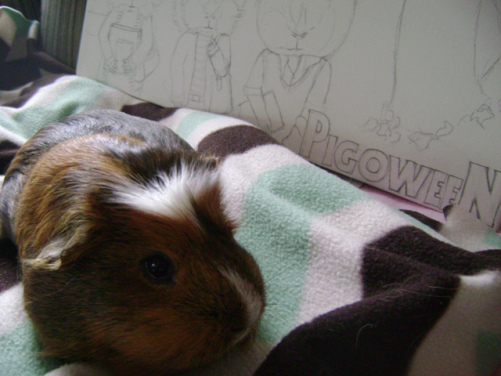 My little unexpected muse-pig Peregrine and the start of my Pigoween painting. She (and Merricat, their relationship was very Duke of New York-Snake Plissken) was very much the inspiration for my John Carpenter's Guinea Pigs series of paintings. 