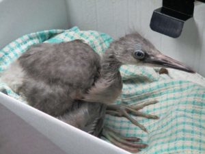 Little Feathers perked up in my warm car.