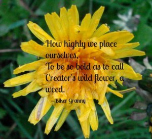 Creators wild flower
