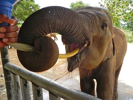 2elephant