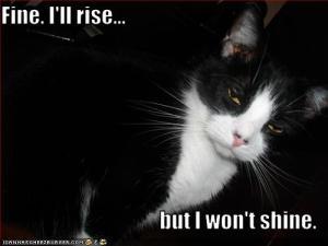 funny-pictures-your-cat-rises-but-will-not-shine