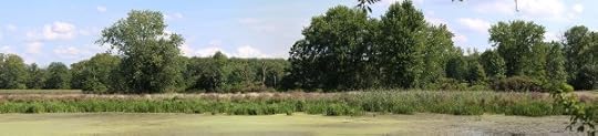 A section of wetland in the Vischer Ferry Nature Preserve.