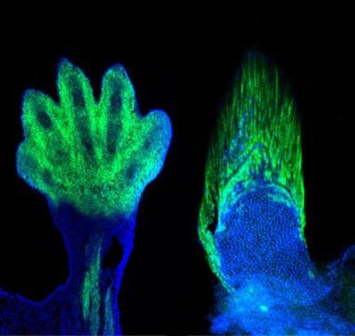 mouse limb fin ray.jpg