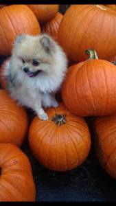 autumn-The Writer Next Door-Vashti Q-Scribbles-quotes-Poetry