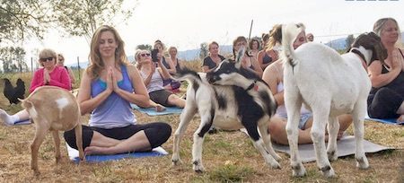 yoga-with-goats