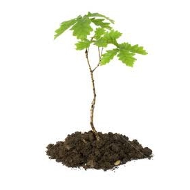 sapling
