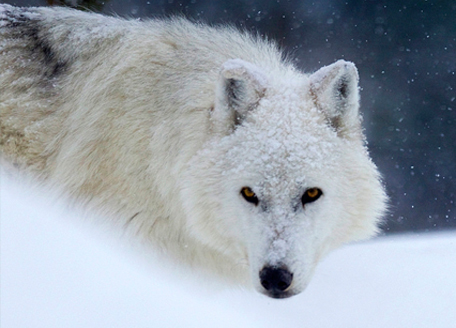 Photo: The simple-minded nature of human super predators