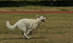 white-swiss-shepherd-732275_1920