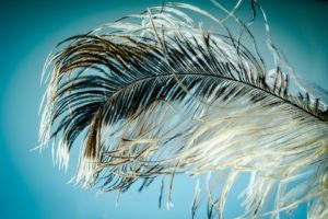 pd-rivera-feather