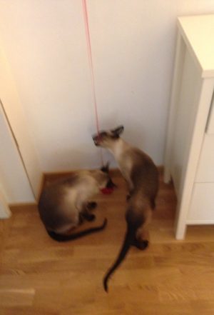 Heliumballongen har fortfarande helium kvar. Och katterna ÄLSKAR snörena.