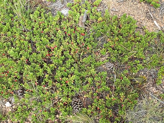 Bear Berry, photo courtesy of Daniel Odell