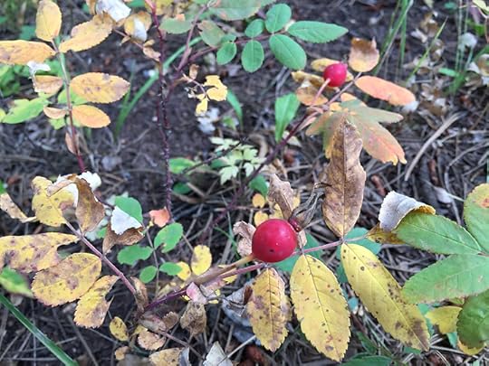 Rose Hips, photo courtesy of Daniel Odell