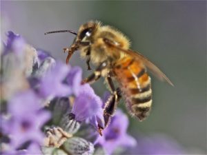 Beekeeper