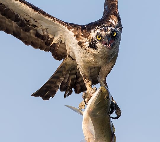 Osprey coming home on the Connecticut River (Photo: Kris Rowe)