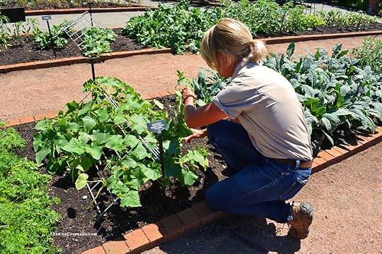 Chicago Botanic Lisa Hilgenberg