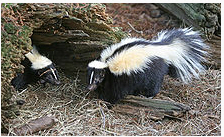 skunk