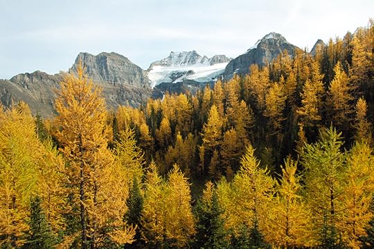Larch Valley