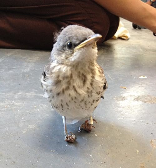 California Wildlife Center