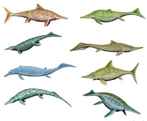 Various ichthyosaurs
