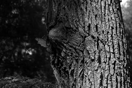 Black and white shot of an interestingly textured tree.