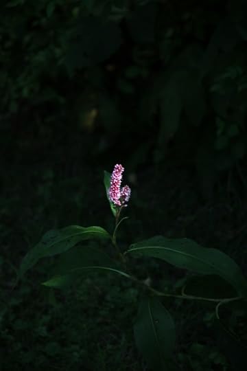 Pink flower catching a stray sunbeam in a shady spot.