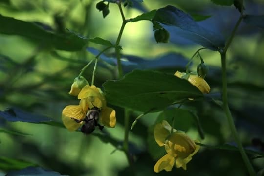 Bumblebee headed into a flower to look for nectar.