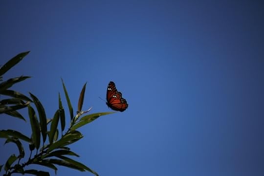 A butterfly striking a dramatic pose.