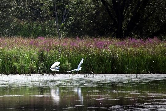Egrets in flight at Vischer Ferry Nature Preserve.