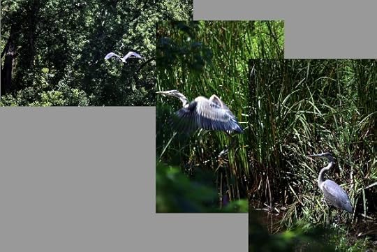 Great blue herons in the Vischer Ferry Nature Preserve.