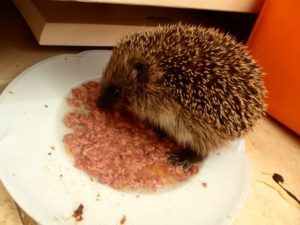 hedgehog-piglet-p1030897