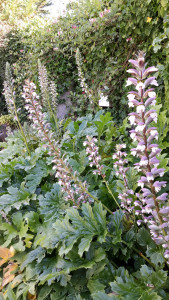 fairy-flowers