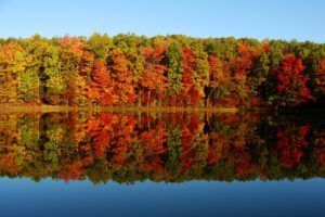fall-foliage