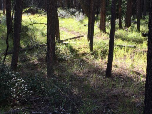 light and shadows in the woods