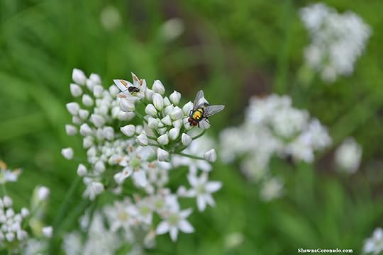 Rick Bayless Garden Garlic Chives