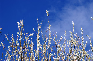 Pussy Willow turns to the sun...