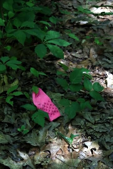 One lost sock next to the hiking path in the Reist bird sanctuary.