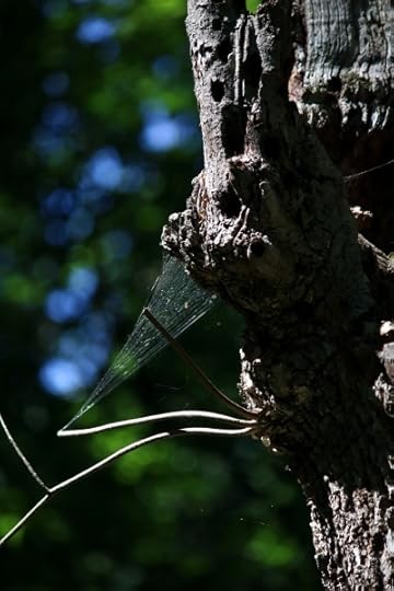 Spiderweb near the top of a tree i the Reist sanctuary.